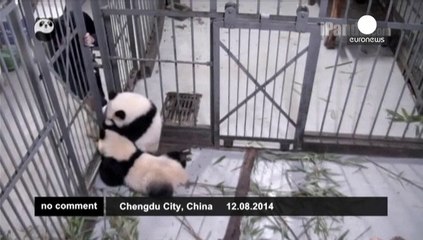 Panda keeper receives surprise 'bear' hug