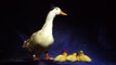 Disney Recreates 'DuckTales' Theme With Real Ducks