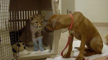Dog Waits in Operating Room During Best Friend Cheetah's Procedure