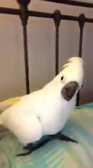 Don't know what Fluff is saying but it sounds important