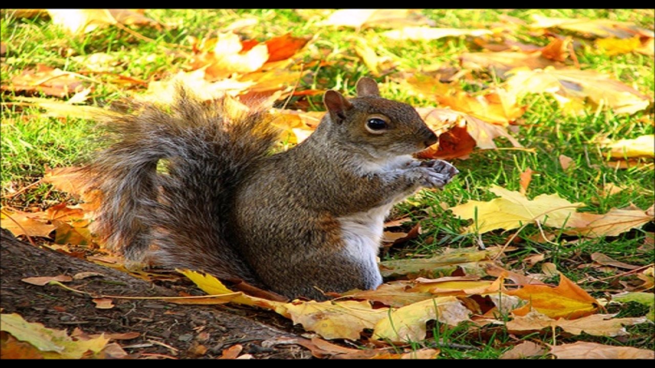 automne