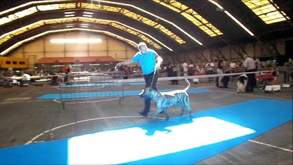 CAMACHO DE SPALATO BULL exposition international dijon 2014