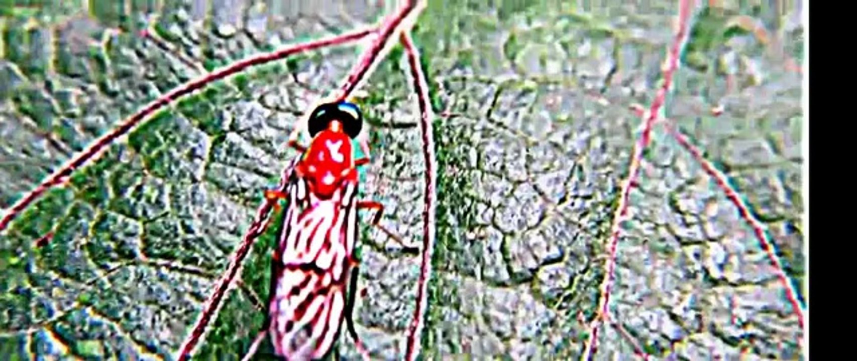 A INDIAN BUG ROTATING ITS HEAD BY 360 DEGREE.AMAZING