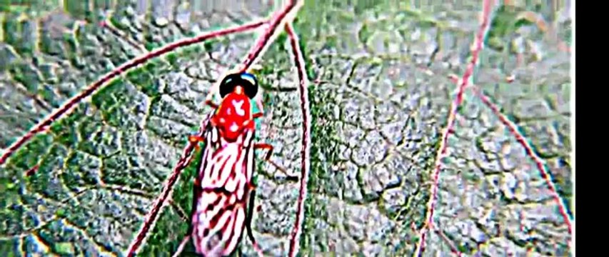 A INDIAN BUG ROTATING ITS HEAD BY 360 DEGREE.AMAZING