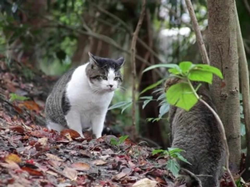 [Funny Clip] 2 cats fight very horid