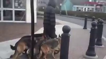 Guy walking a pack of German Shepherds