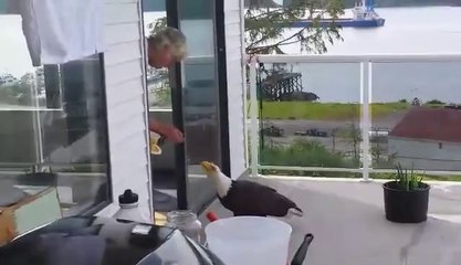 Hand feeding a friendly Eagle