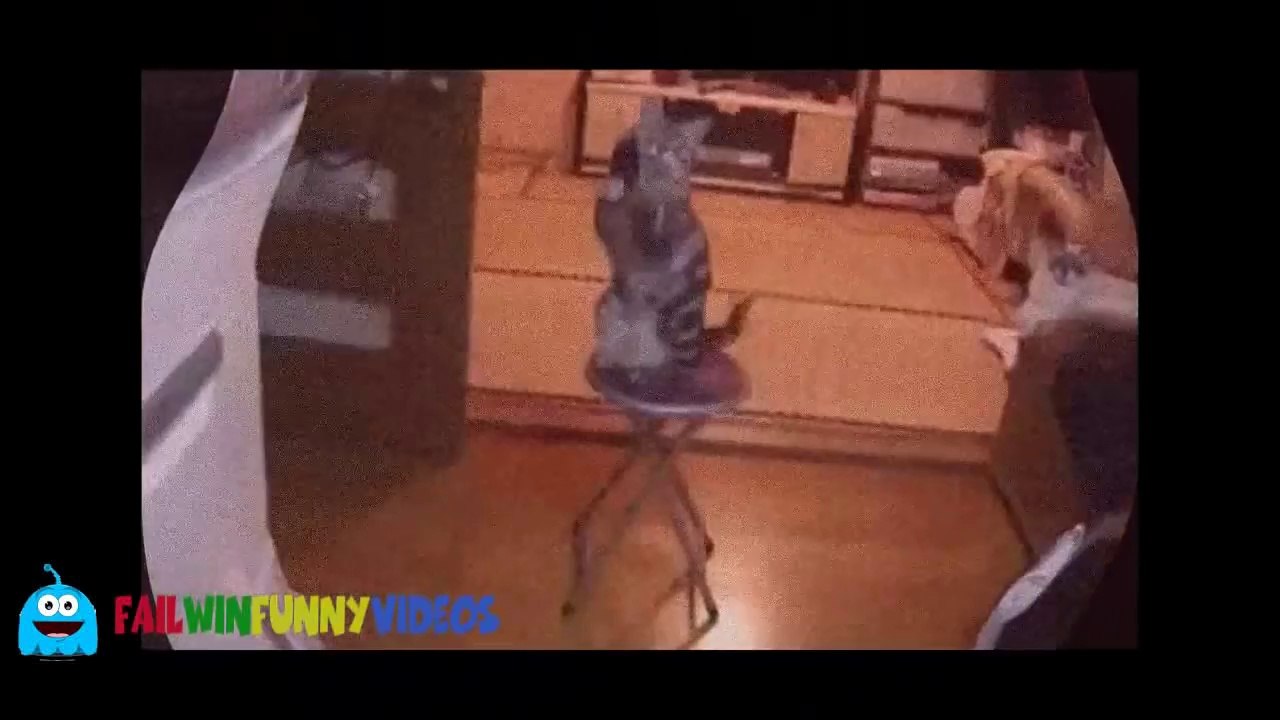 Funny Cats _ Funny Animals _ Funny Videos _ Epic Fail Compilation 2014 - FailWinFunnyVideos-6