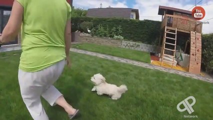 Funny Cats Videos June - Funny Cat Videos Ever- Funny Videos 2014 - Funny Animals