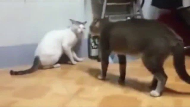 Combat de CHATS : mieux que du free fight ou MMA!