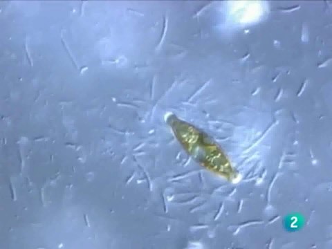 Bacterias: Origen de la vida