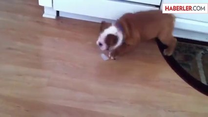 Yavru Köpek İlk Defa Buz Görürse