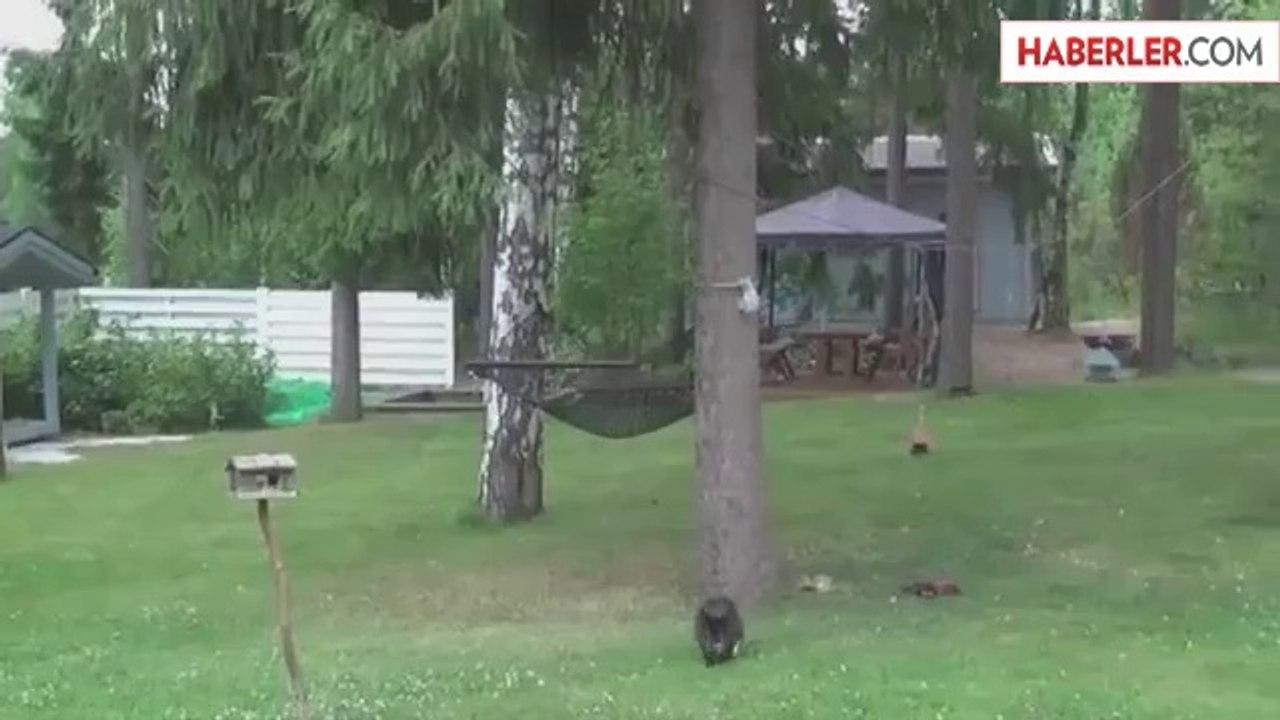 Kediyi Parmağında Oynatan Sincap