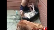Keyif düşkünü köpeğin banyo sefası izlenme rekor kırıyor