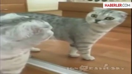 Kendini Aynada Gören Komik Kedi