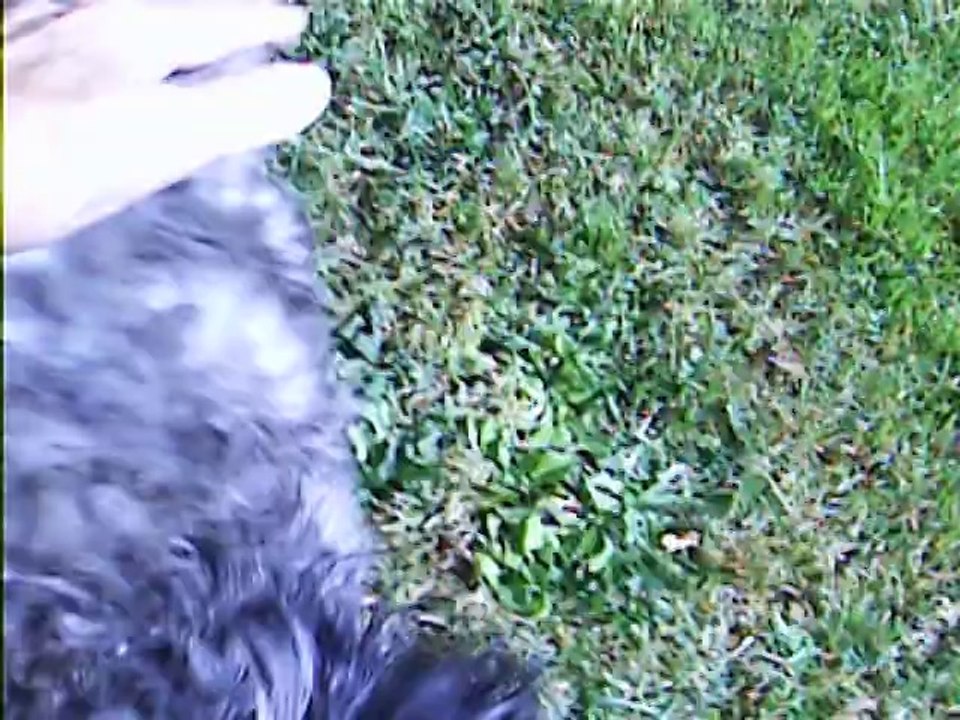 Jaudy,un petit têtu