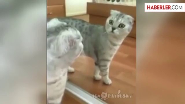Kendini Aynada Gören Komik Kedi