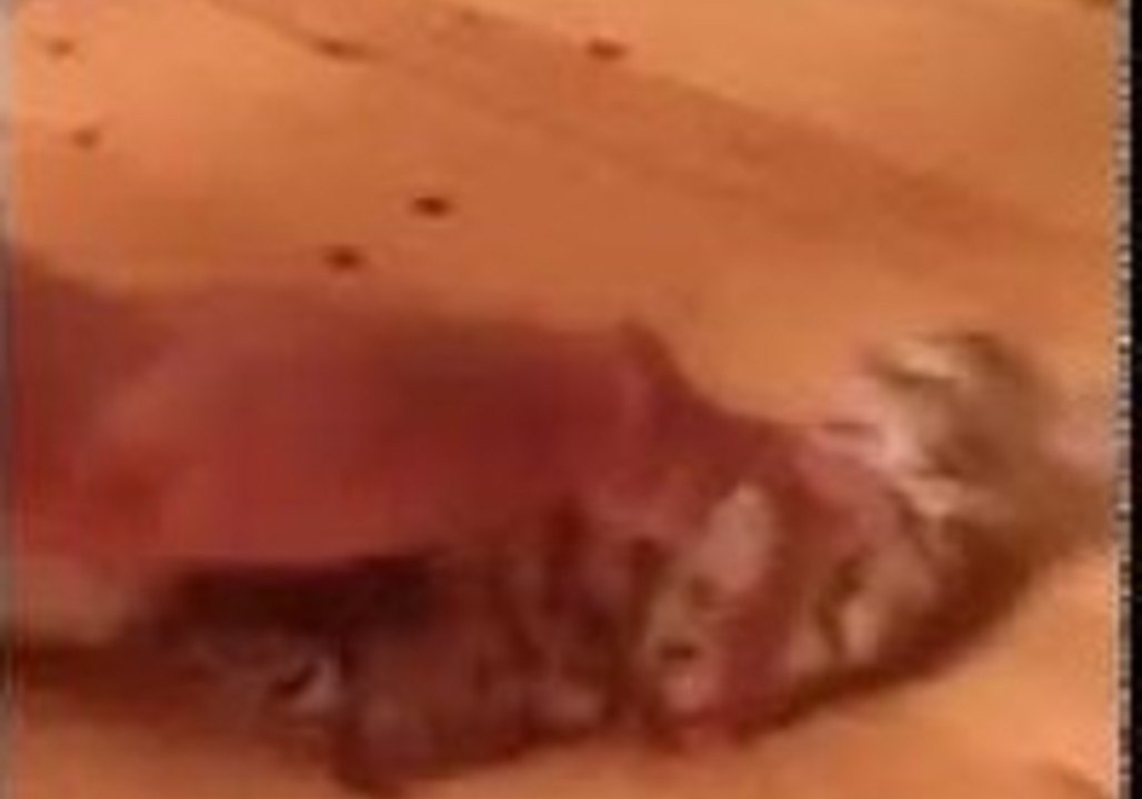 Quirky Bengal Kitten Enjoys Sliding Across Wooden Floors