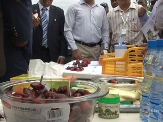 Reportage sur la plantation de palmier à huile d'Olam à Kango