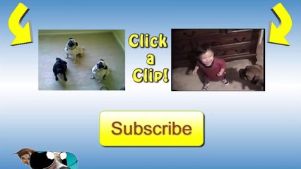 Cat Befriends A Dolphin