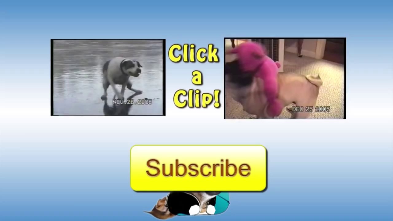 Turtle Sex