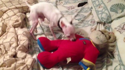 The Chihuahua - A Wierd Love Hate Relationship with his Teddy Bear