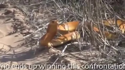 Animal attack Golden King Cobra Vs Mongoose Top ten10@animal