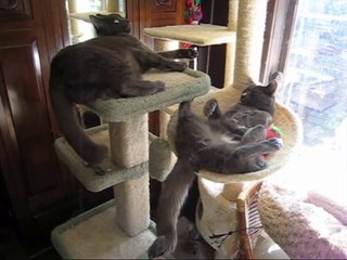 Monkey Is A Sweetly Ridiculous Cat!