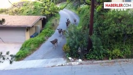 Kediyle Karşılaşan Geyik Ailesi Dondu Kaldı