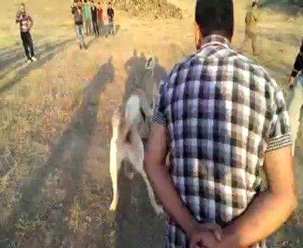 erçiş den ertuğrul lun efe ve ahlat baş köpeği bozo