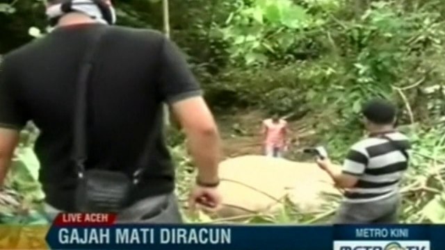 Endangered Sumatran elephants found dead in Indonesia