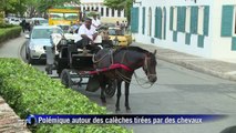 Colombie: polémique autour des chevaux pour balades en calèches