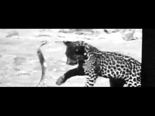 Hanni El Khatib - Fuck It. You Win. (Official Video)