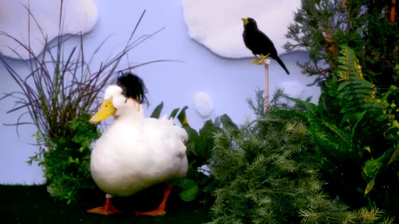 Et si on refaisait le générique de la bande à Picsou avec de vrais canards ?