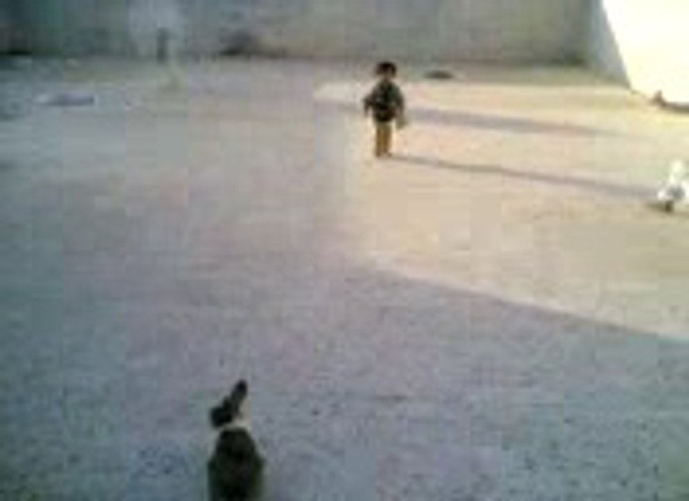 Cat Attacking Little Boy