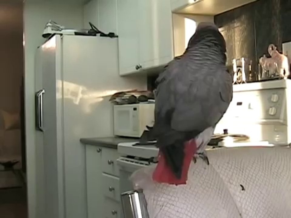 Beatboxing Parrot!