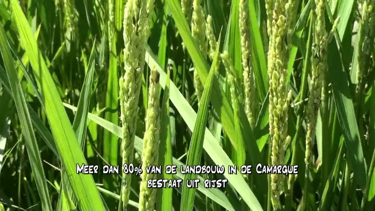 Camargue 2011