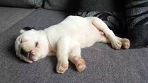 French Bulldog puppy - ROCKYs sweet dreams