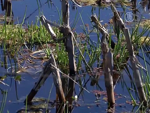 Сельское хозяйство Аргентины пострадало из-за дождей