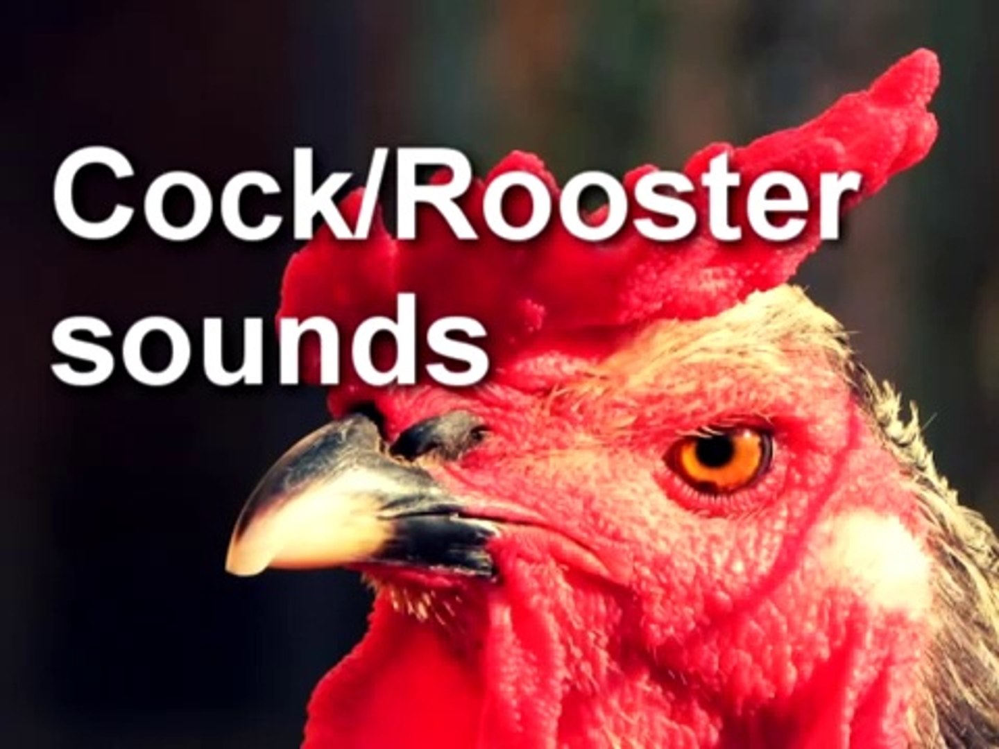 Rooster Call SOUND EFFECT - video Dailymotion
