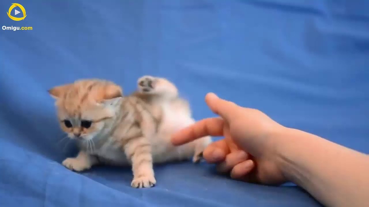 Very Cute Cat