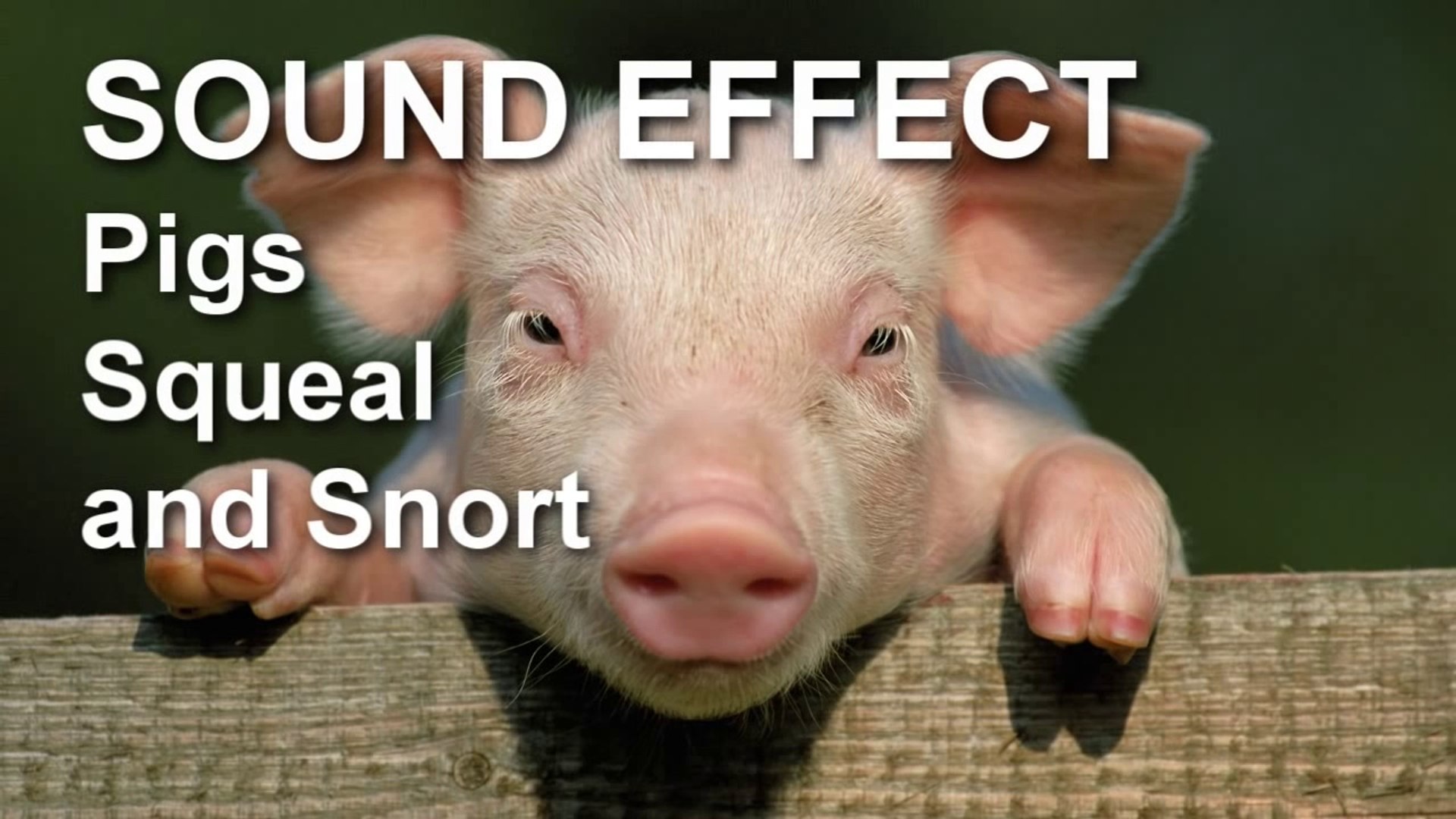 Pig Squeal and Snort Sound Effect - video Dailymotion