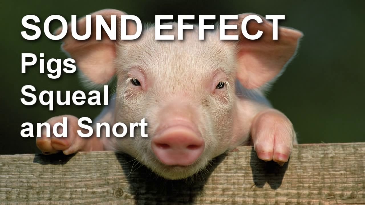 Pig Squeal and Snort Sound Effect video Dailymotion
