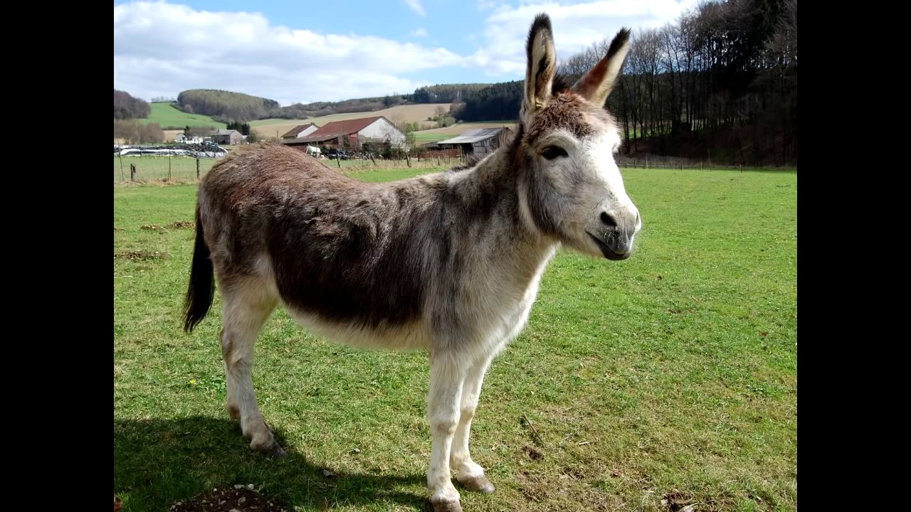 Donkey Sounds SOUND EFFECT video Dailymotion