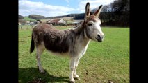 Donkey  Sounds   -  SOUND  EFFECT