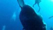 Giant Mola Mola Meets With Divers Off Malta