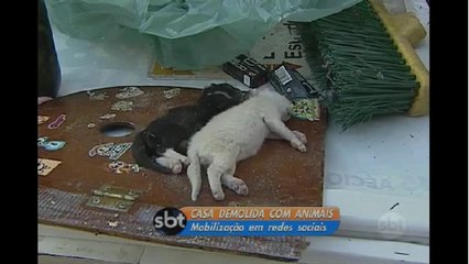 Sobre a demolição da casa com animais dentro Tatuapé SP