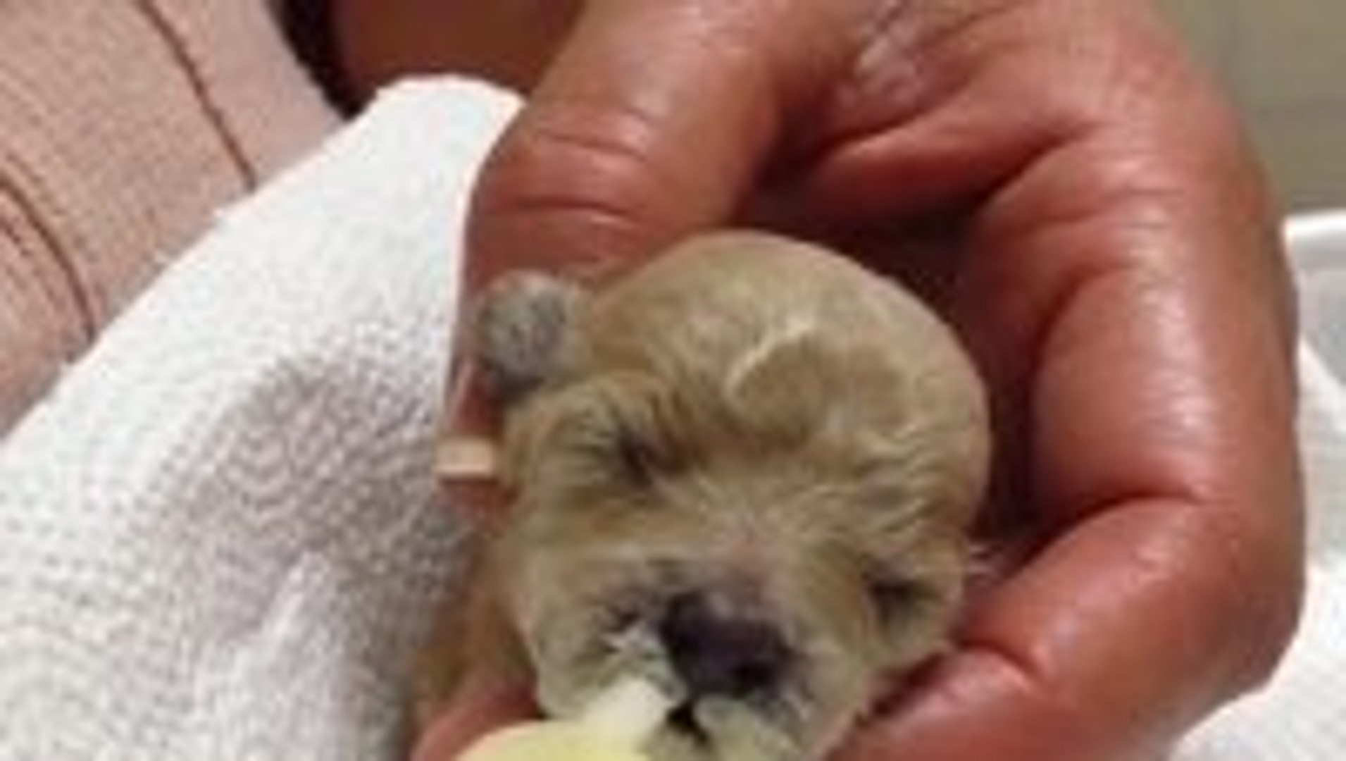 Syringe feeding an adorable newborn puppy - video Dailymotion