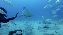 GoPro - Petting A Tiger Shark