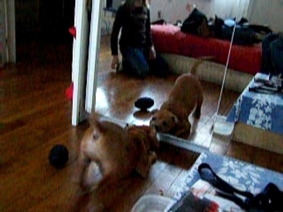 Seyar un staffie devant la glace